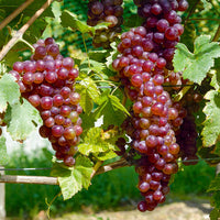 Vitis vinifera Chasselas rose - Tafeltraube ‘Chasselas Rose’ - Weinrebe