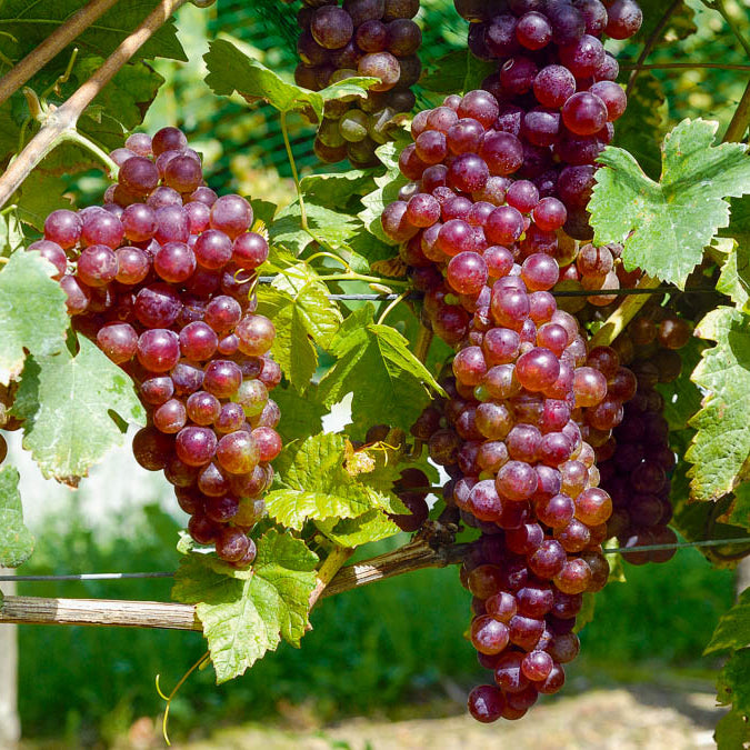 Weinreben-Kollektion (x4) - Vitis vinifera Chasselas rose, Muscat de Hambourg, Exalta, Chasselas de Fontainebleau - Bakker