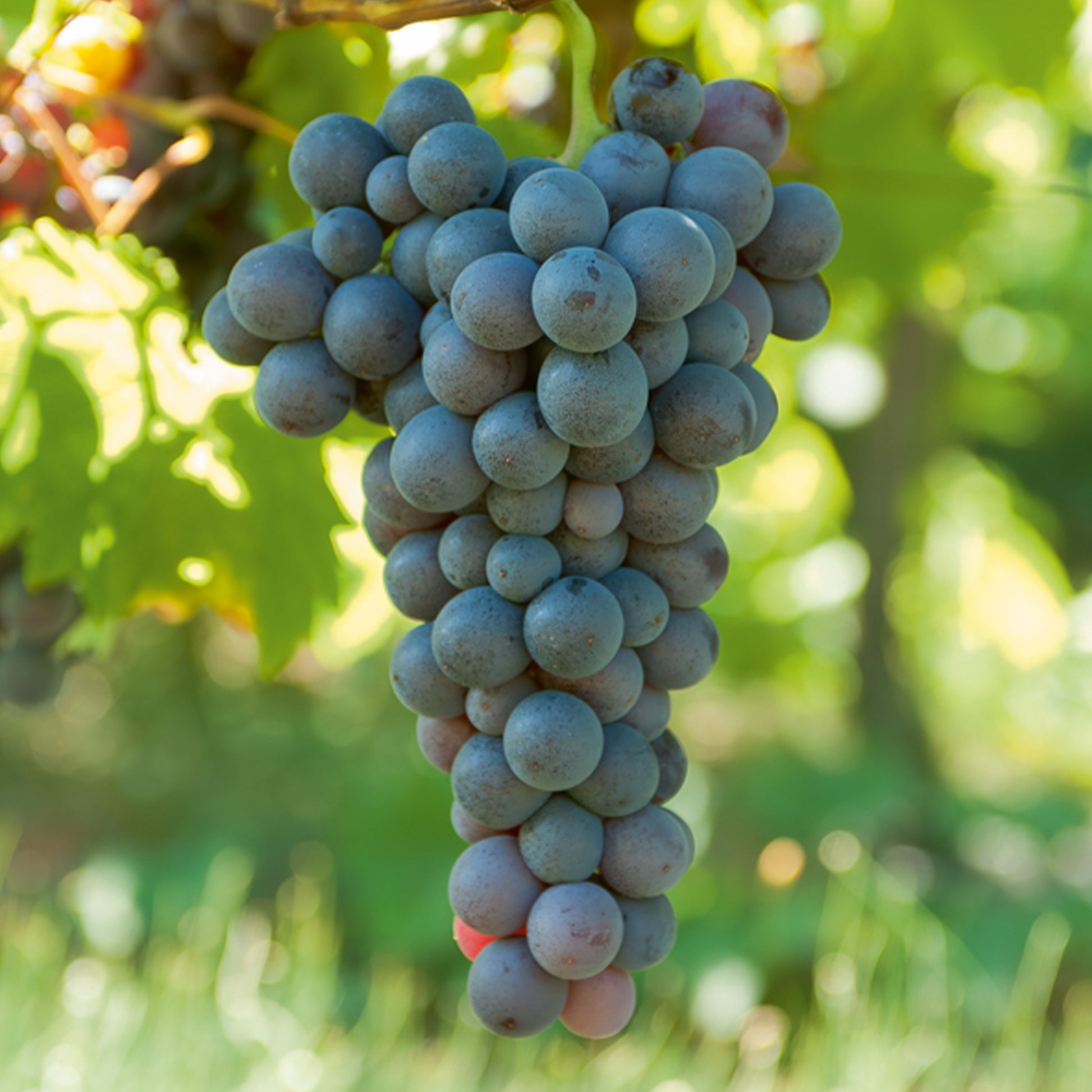 Vitis vinifera Chasselas rose, Muscat de Hambourg, Exalta, Chasselas de Fontainebleau - Weinreben-Kollektion (x4) - Weinrebe
