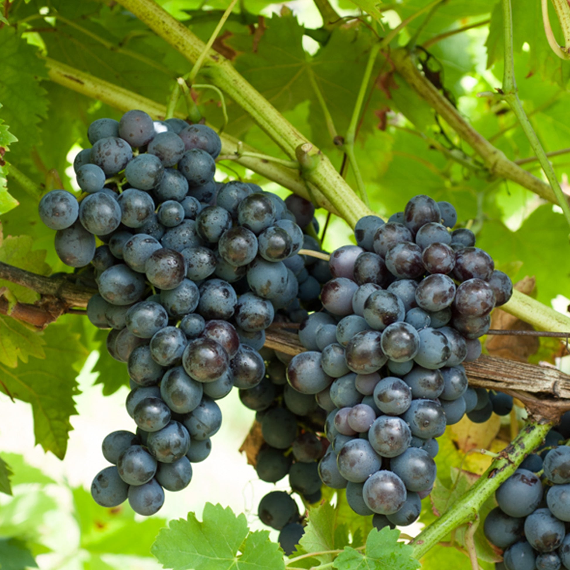 Weinrebe - Weinrebe ‘Muscat de Hambourg’ - Vitis vinifera muscat de hambourg