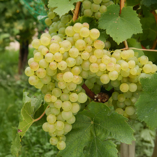 Weinrebe ‘Chasselas de Fontainebleau’ - Bakker