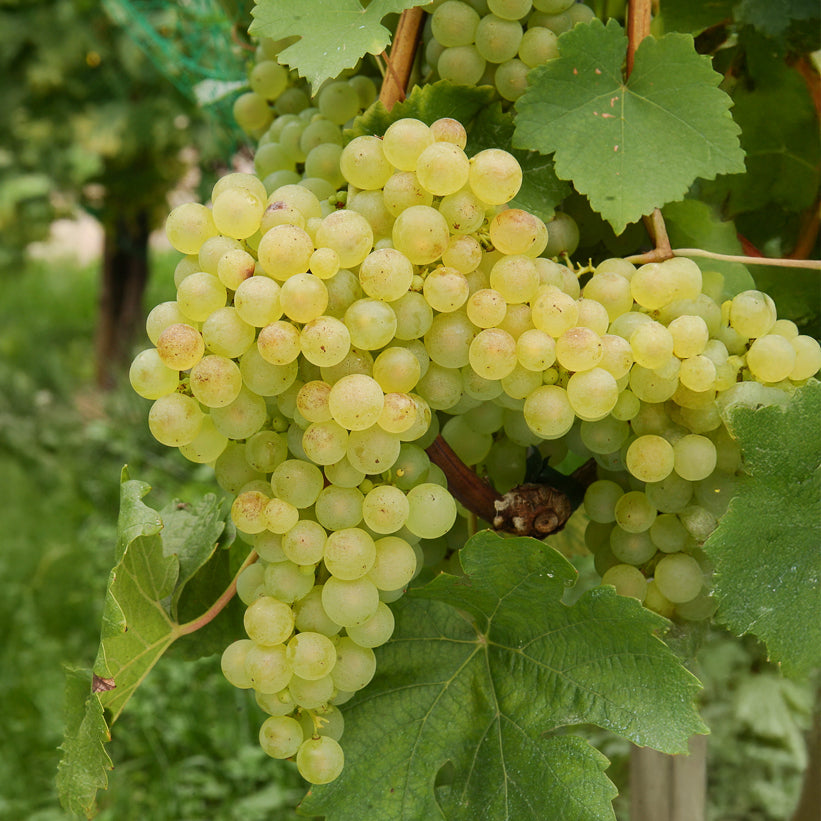 Verkauf Weinreben-Kollektion (x4) - Vitis vinifera Chasselas rose, Muscat de Hambourg, Exalta, Chasselas de Fontainebleau