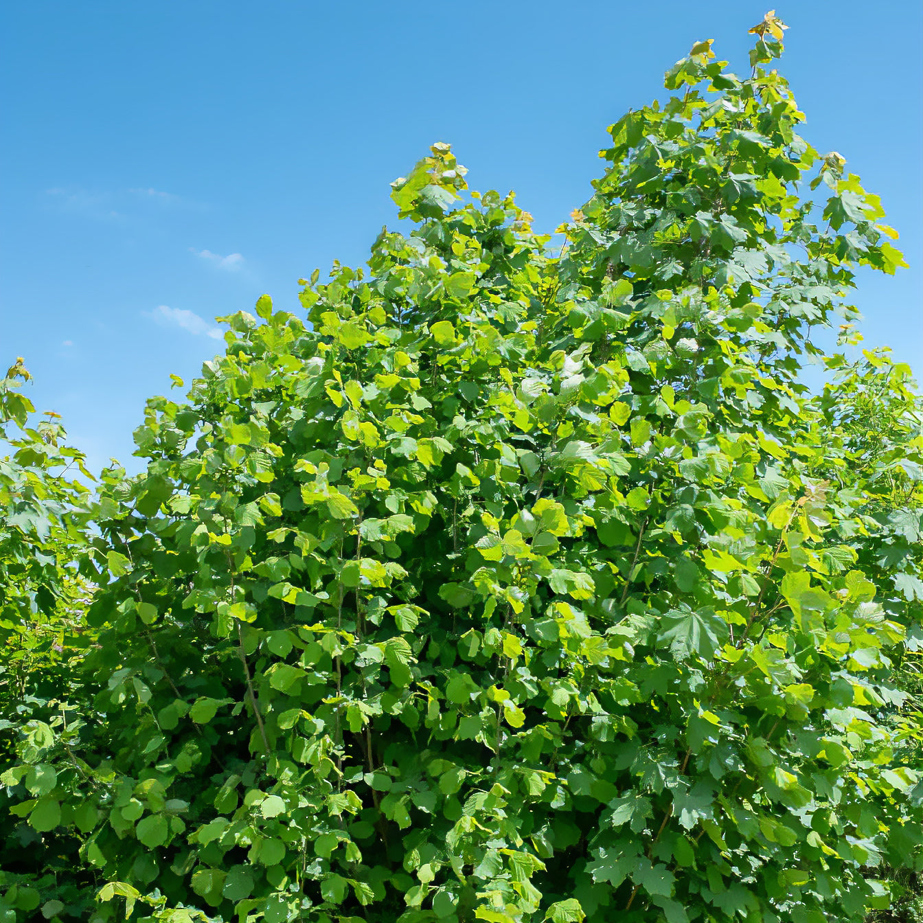 Corylus avellana - Haselnuss - Haselnuss