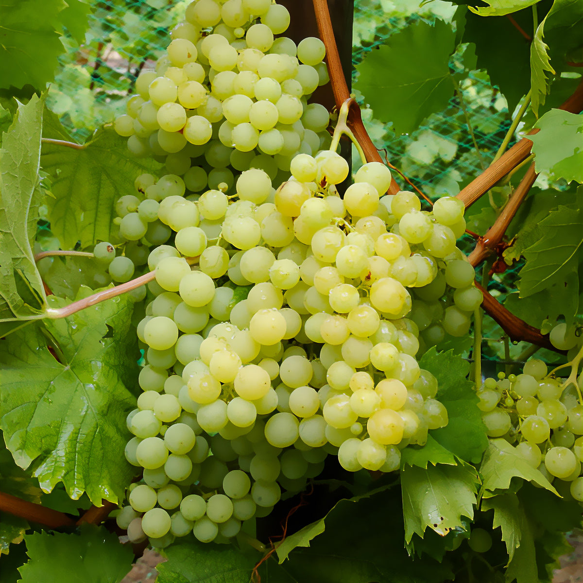 Weinrebe Exalta - Vitis vinifera exalta - Bakker