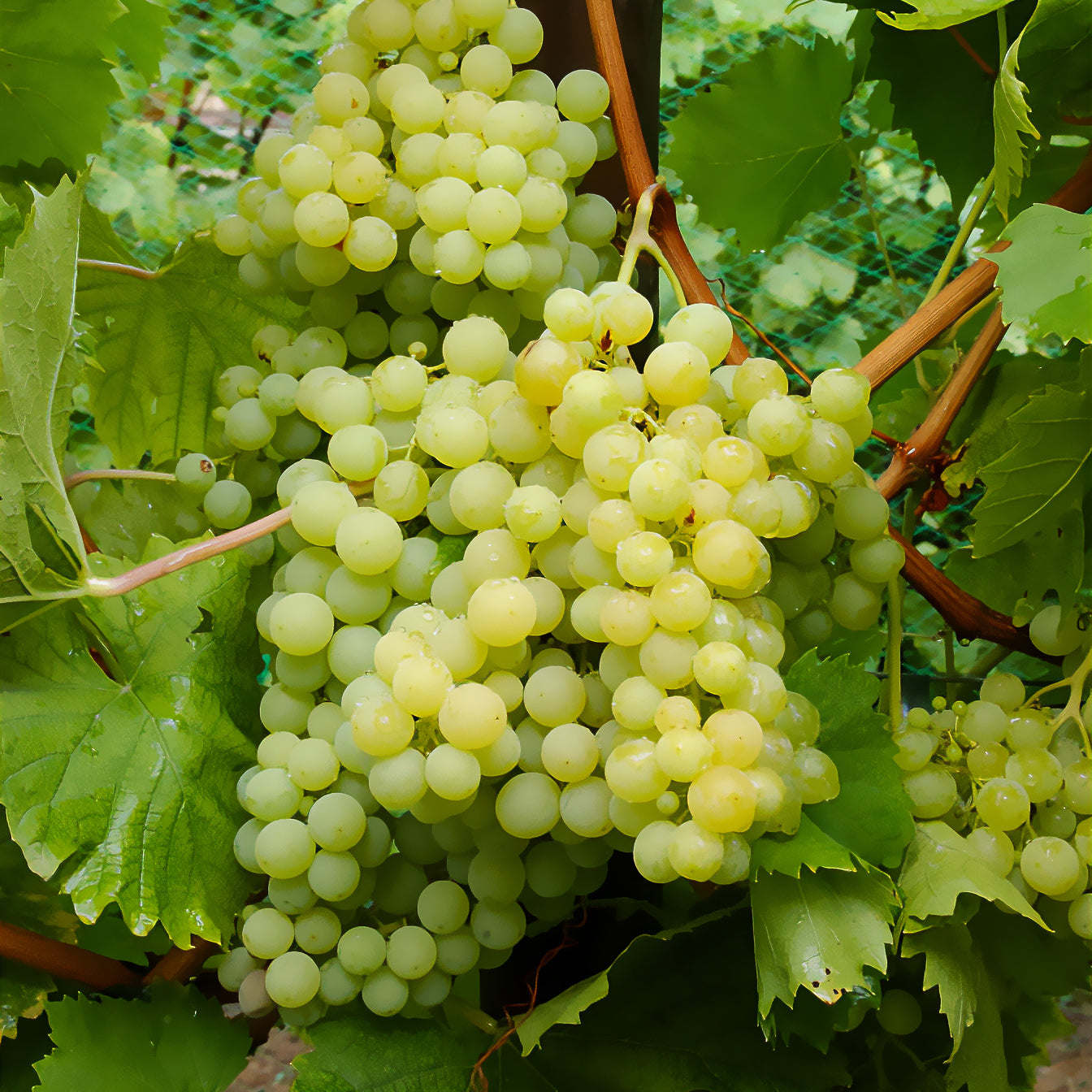 Weinrebe Exalta - Vitis vinifera exalta - Bakker