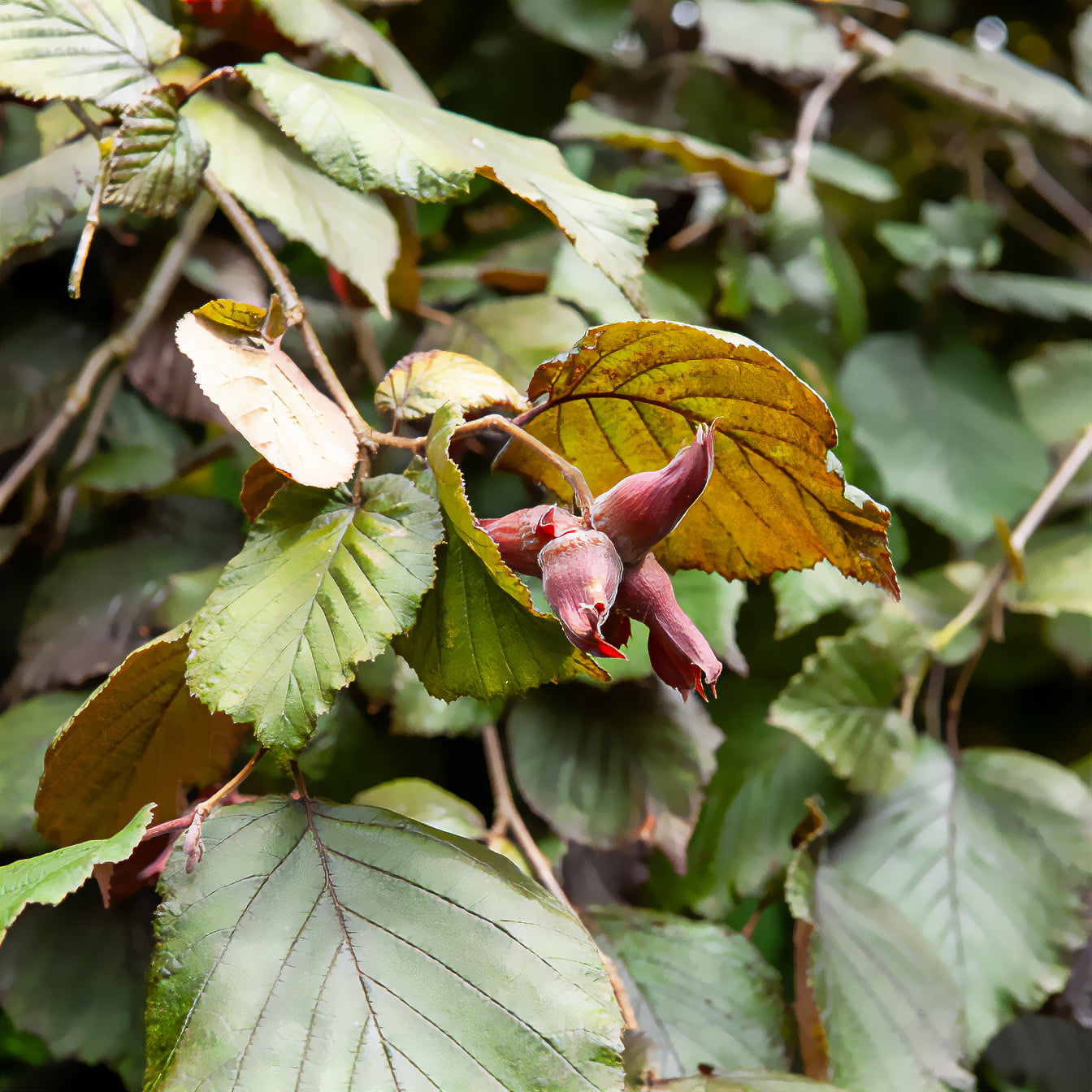 Bluthasel 'Purpurea' - Corylus maxima purpurea - Bakker