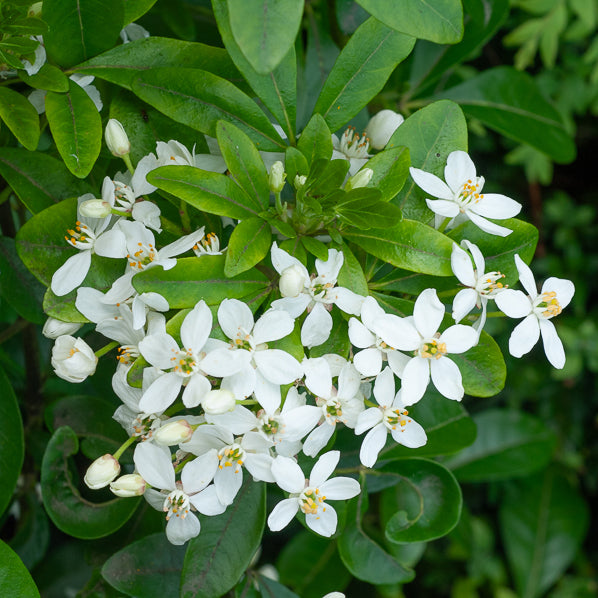 Verkauf Orangenblume - Balkonsträucher