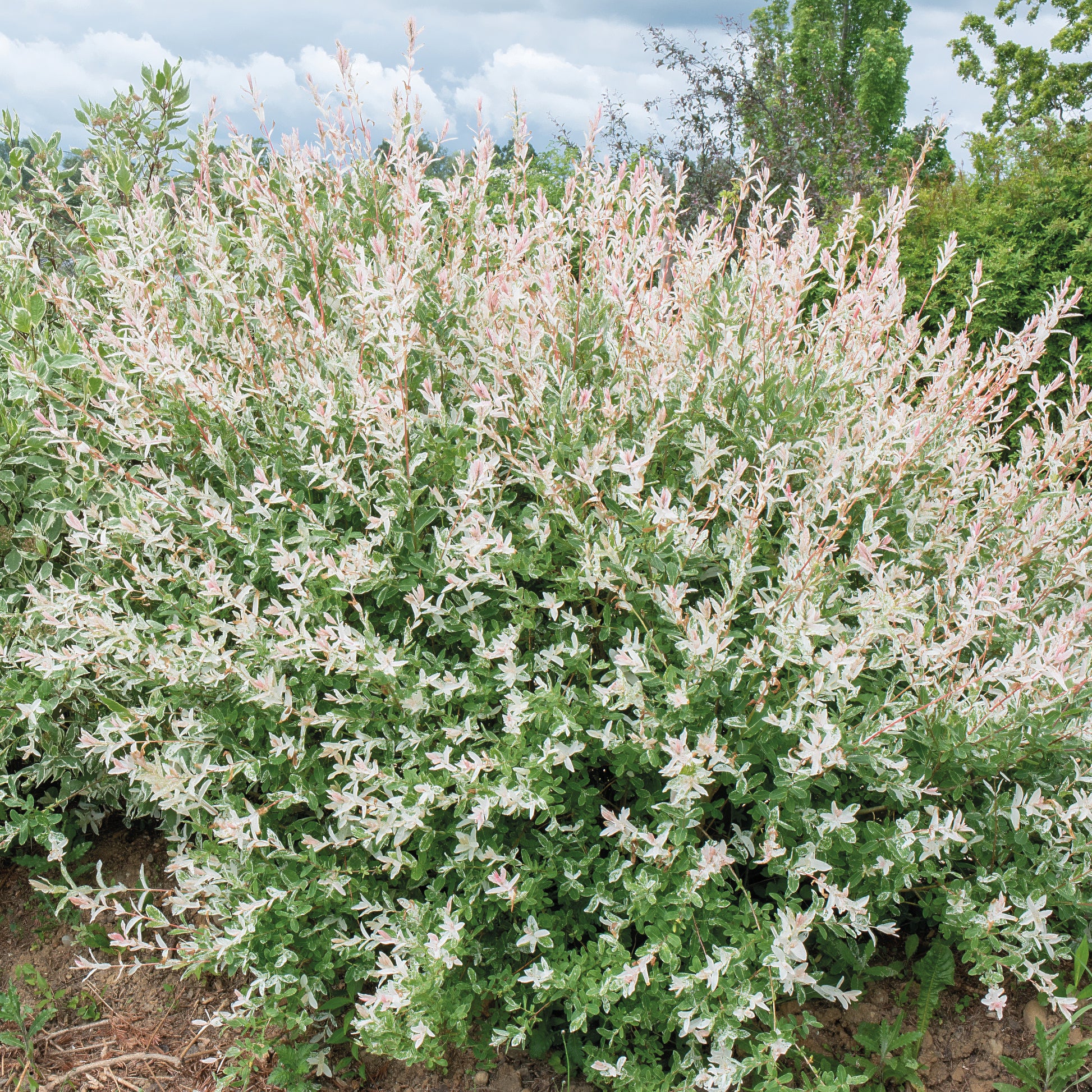 Weide - Harlekinweide - Hecke von 3 m Länge (x3) - Salix integra Hakuro Nishiki