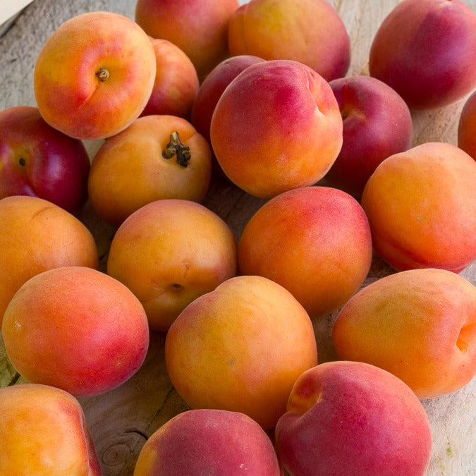 Aprikosenbäume - Zwergaprikose ‘Aprigold’ - Prunus armeniaca Aprigold