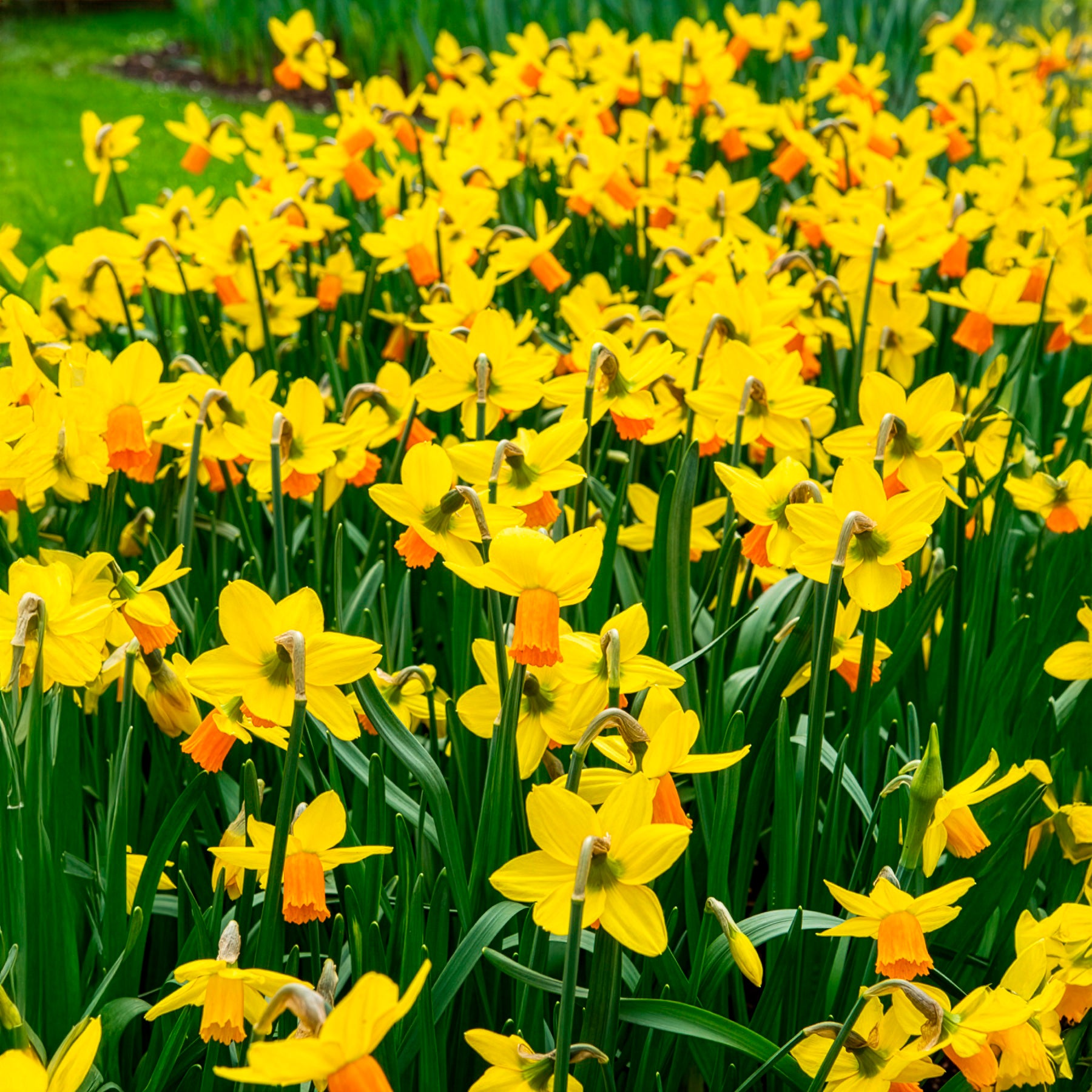 Verkauf Alpenveilchen-Narzissen ‘Jetfire’ (x5) - Narcissus cyclamineus Jetfire