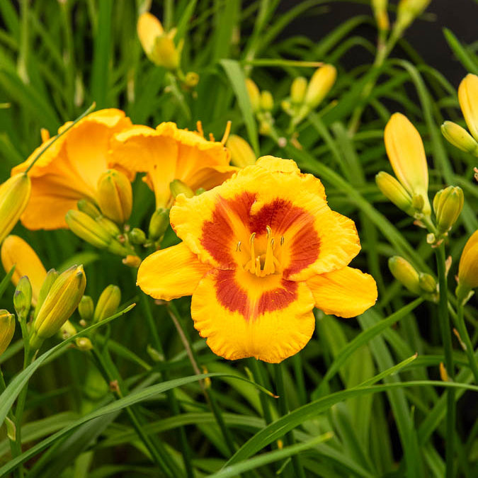 Hemerocallis fooled me série 500 - Taglilien ‘Fooled Me’ Serie 500 (x3) - Hemerocallis - Taglilie