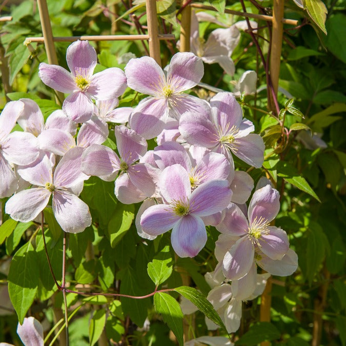 Waldrebe Mayleen - Clematis montana Mayleen - Bakker