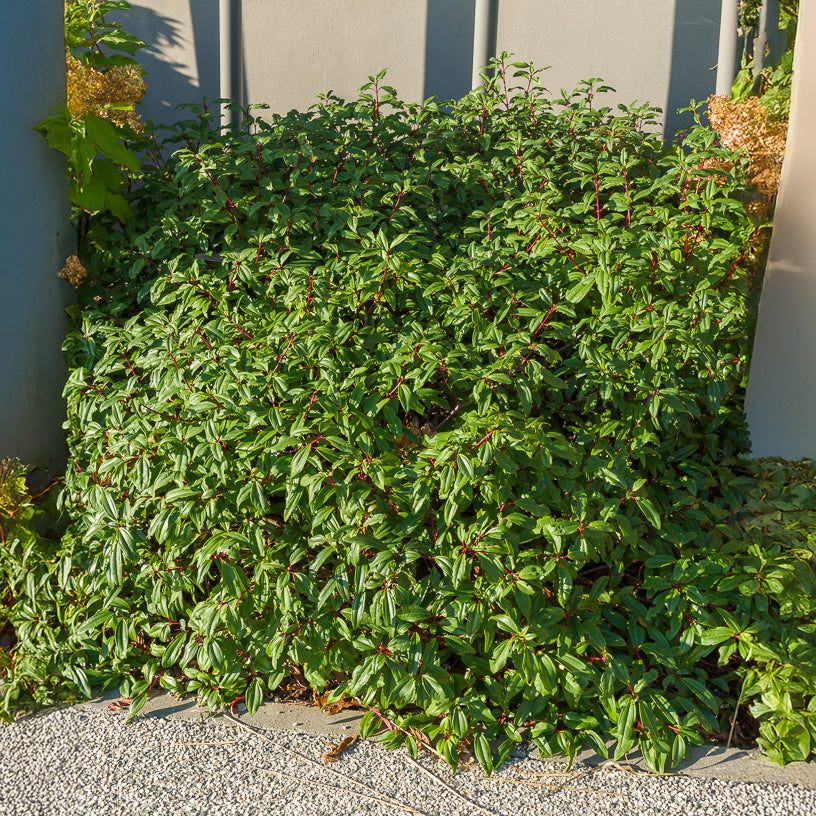 Viburnum - Kissen-Schneeball (immergrün) - Viburnum davidii