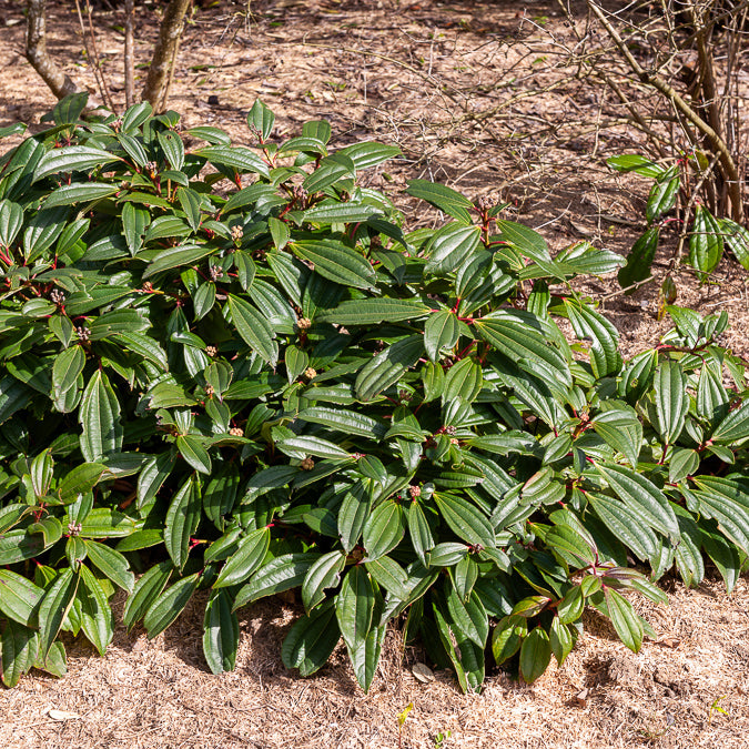Verkauf Kissen-Schneeball (immergrün) - Viburnum davidii