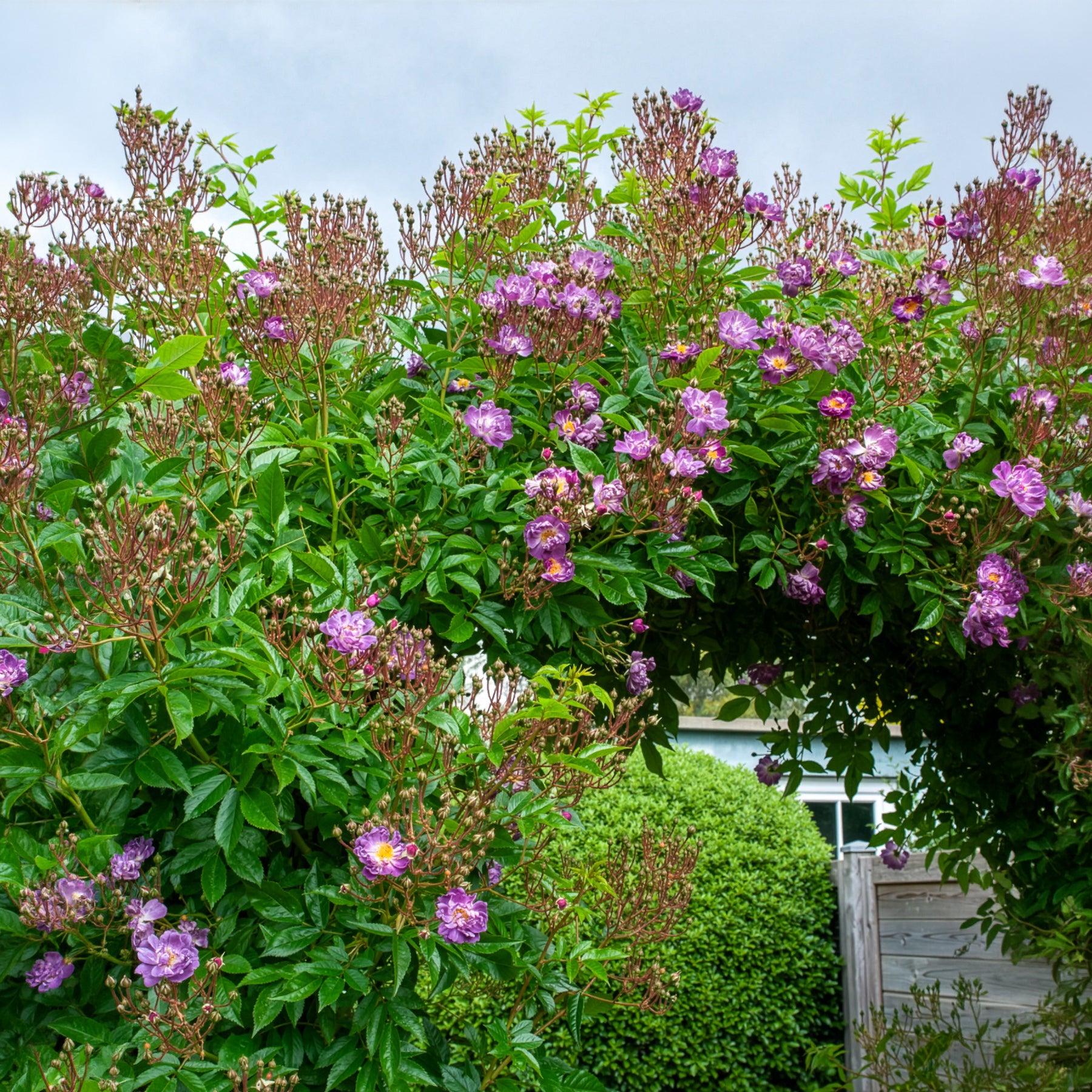 Hochstammrose ‘Veilchenblau’ - Stängelrosen - Bakker