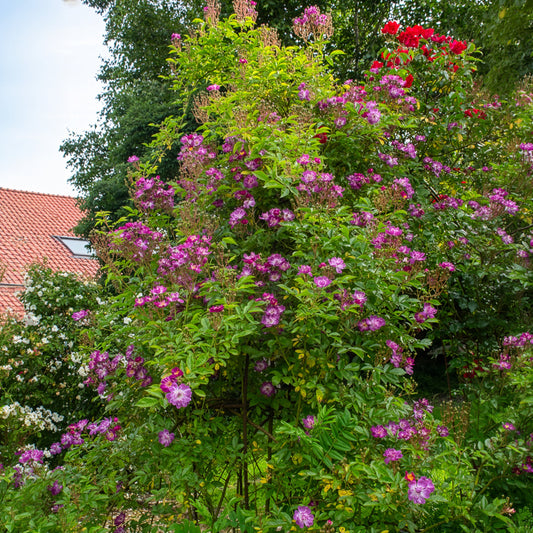 Hochstammrose ‘Veilchenblau’ - Bakker