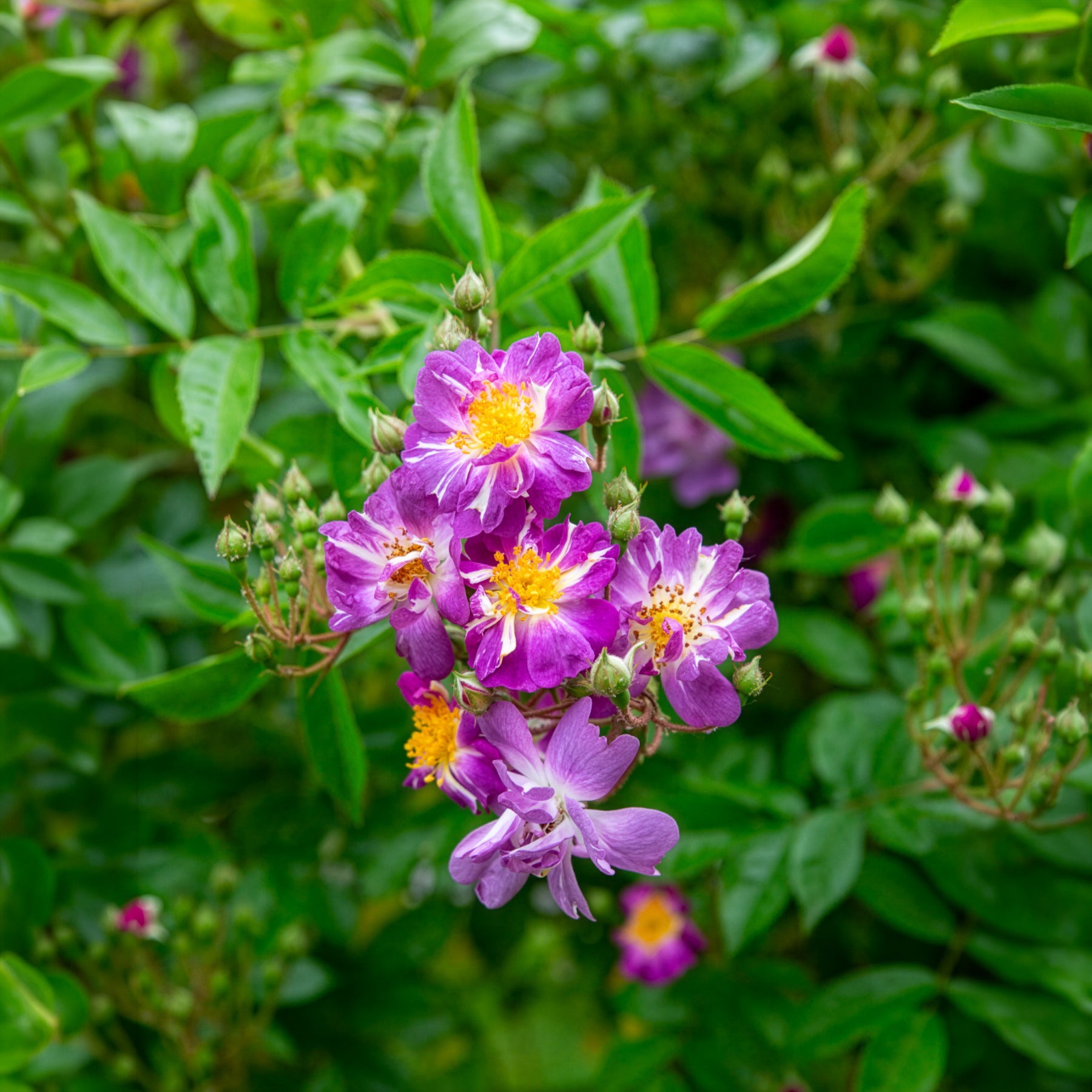 Verkauf Hochstammrose ‘Veilchenblau’ - Rosa veilchenblau