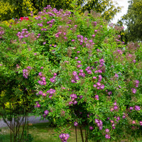 Stängelrosen - Hochstammrose ‘Veilchenblau’ - Rosa veilchenblau