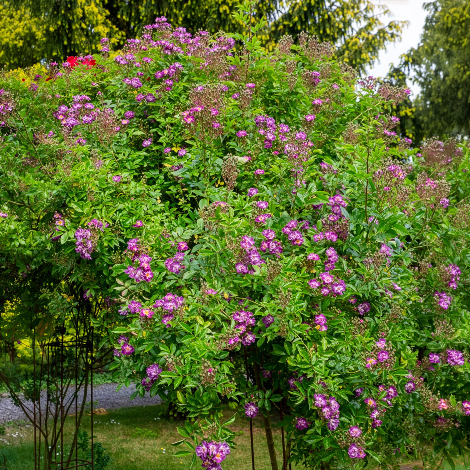 Stängelrosen - Hochstammrose ‘Veilchenblau’ - Rosa veilchenblau