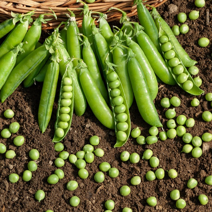 Markerbse ‘Le Généreux’ - Pisum sativum le généreux - Bakker