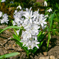 Puschkinia libanotica alba - Puschkinia libanotica Alba (x20) - Frühlingszwiebeln