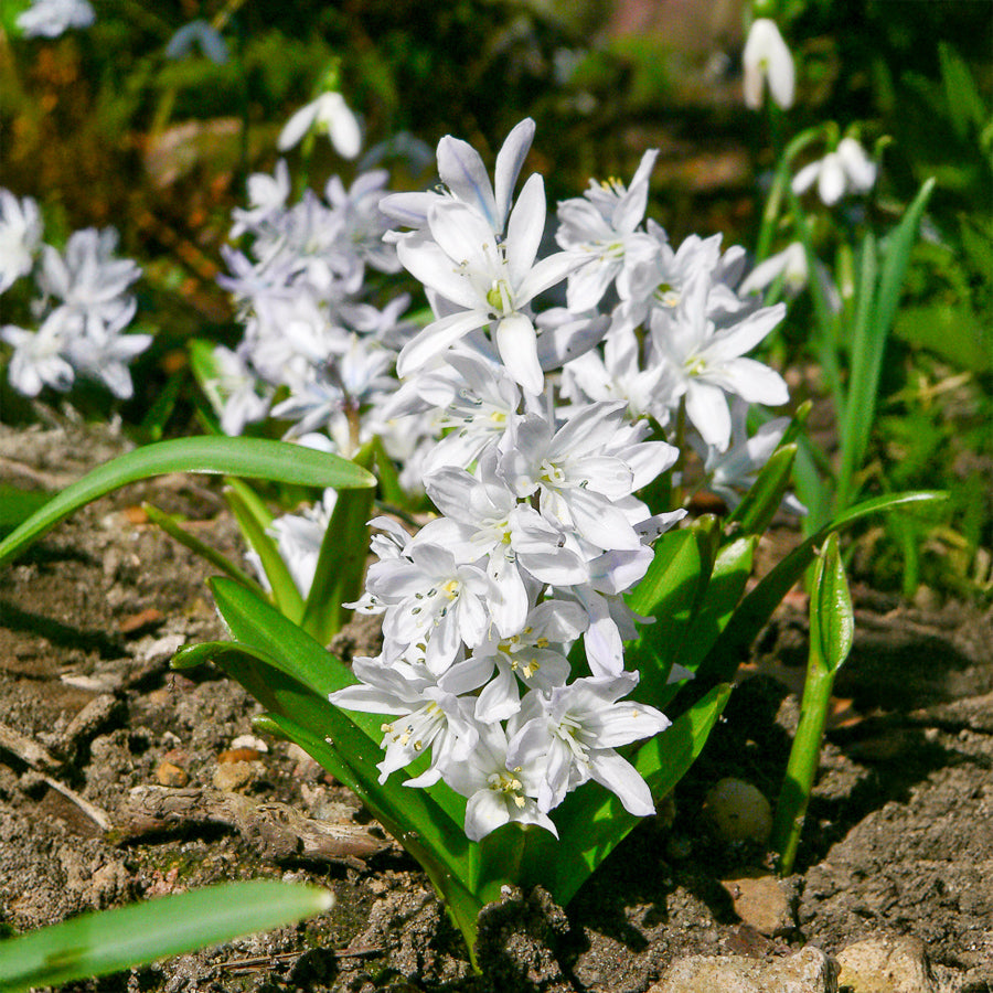 Puschkinia libanotica alba - Puschkinia libanotica Alba (x20) - Frühlingszwiebeln