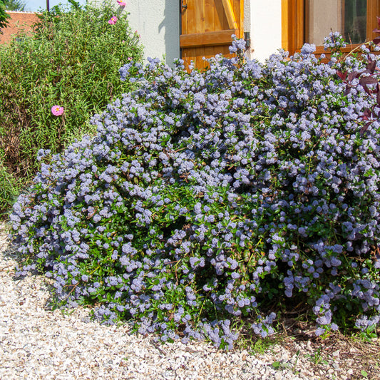 Kriechender Säckelblumenstrauch - Bakker