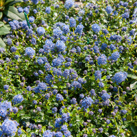 Kriechender Säckelblumenstrauch - Ceanothus thyrsiflorus repens - Bakker