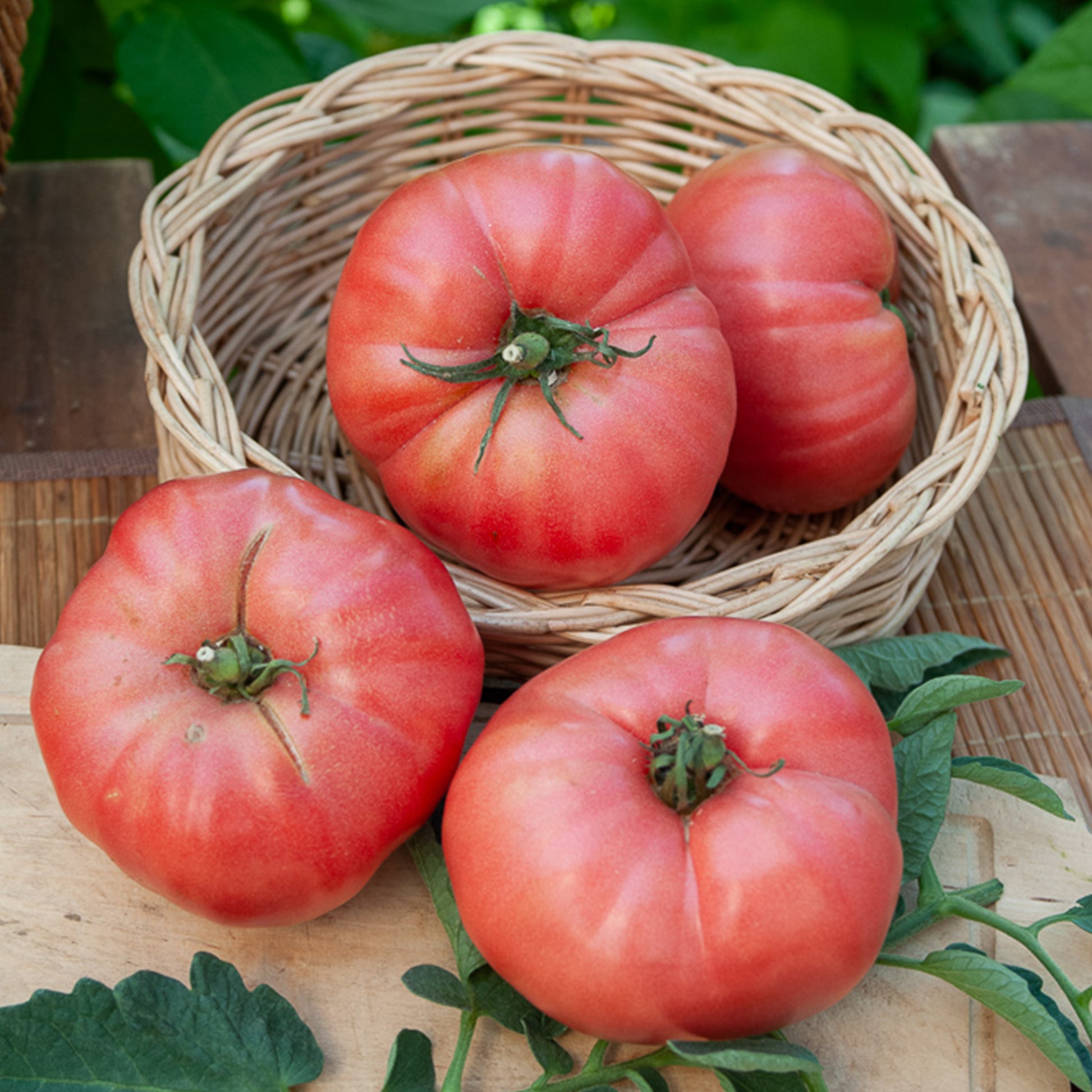 Tomate ‘Rose de Berne’ - Bakker