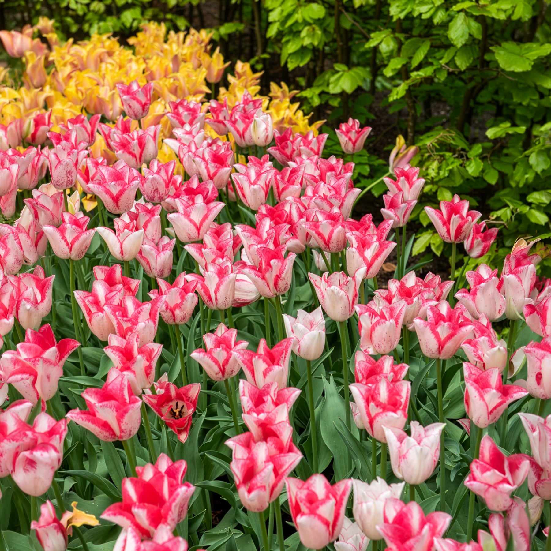 Tulpe ‘Beauty Trend’ (x10) - Tulipa beauty trend - Bakker