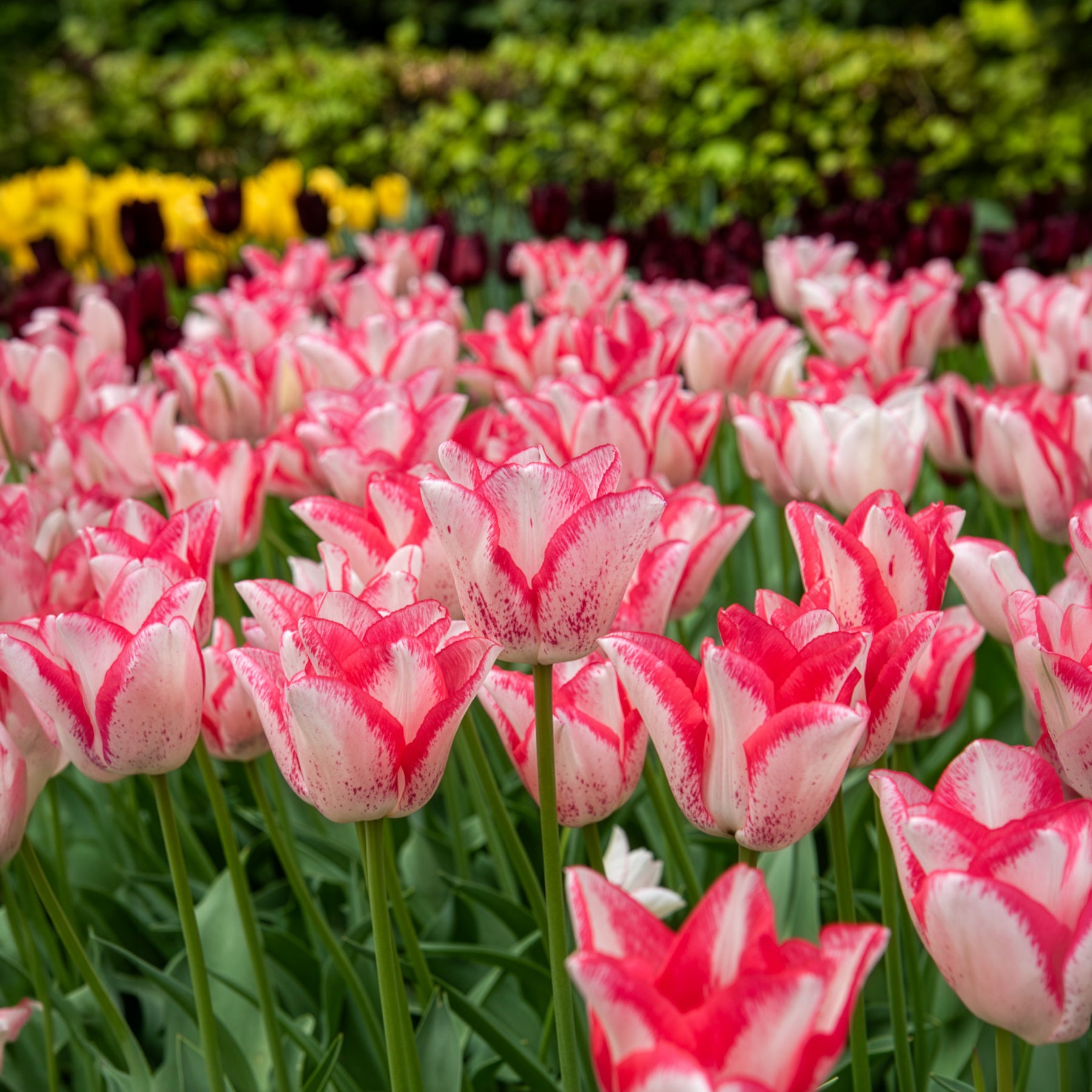 Tulipa beauty trend - Tulpe ‘Beauty Trend’ (x10) - Tulpen-Zwiebeln