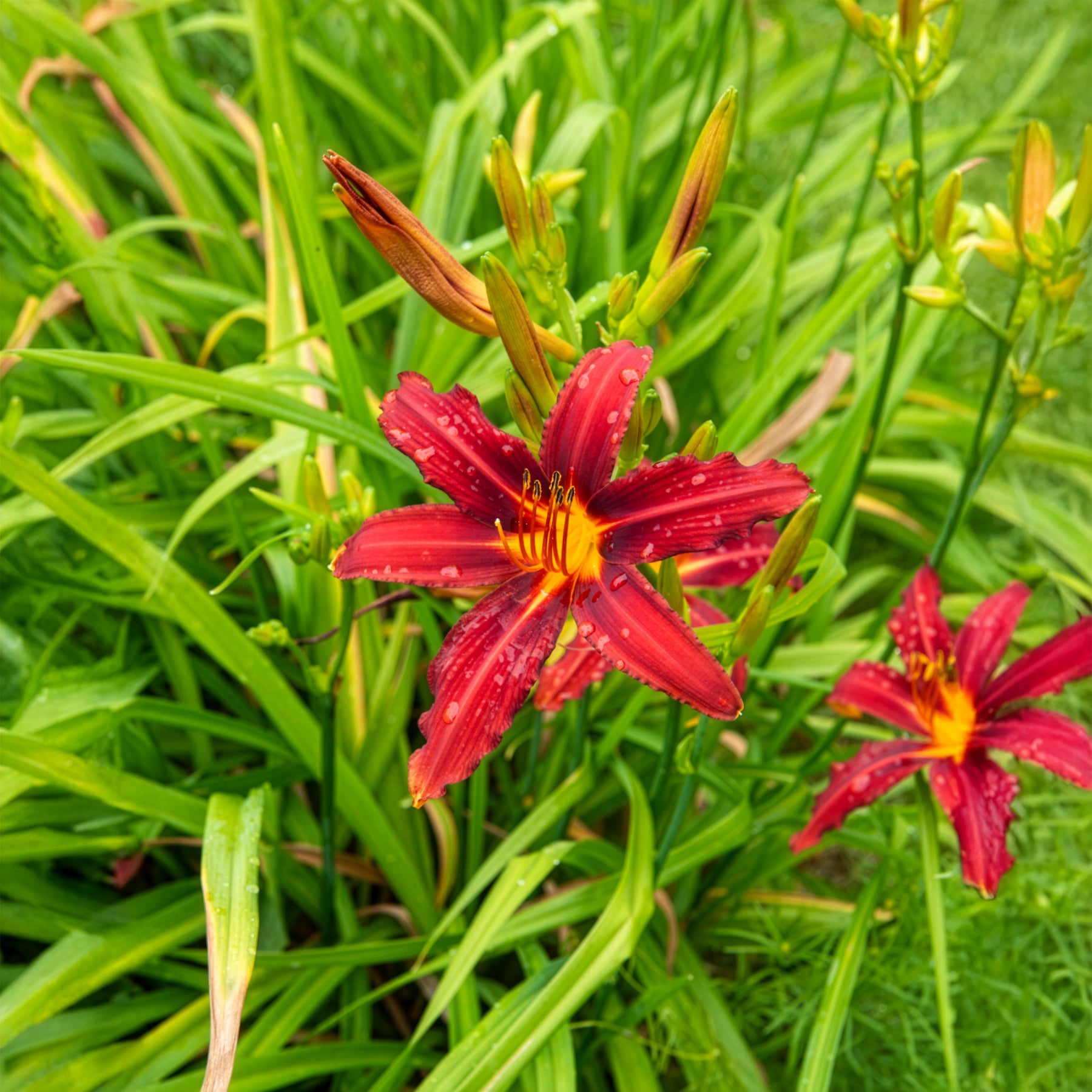 Verkauf Taglilien ‘Crimson Pirate’ (x3) - Hemerocallis Crimson Pirate