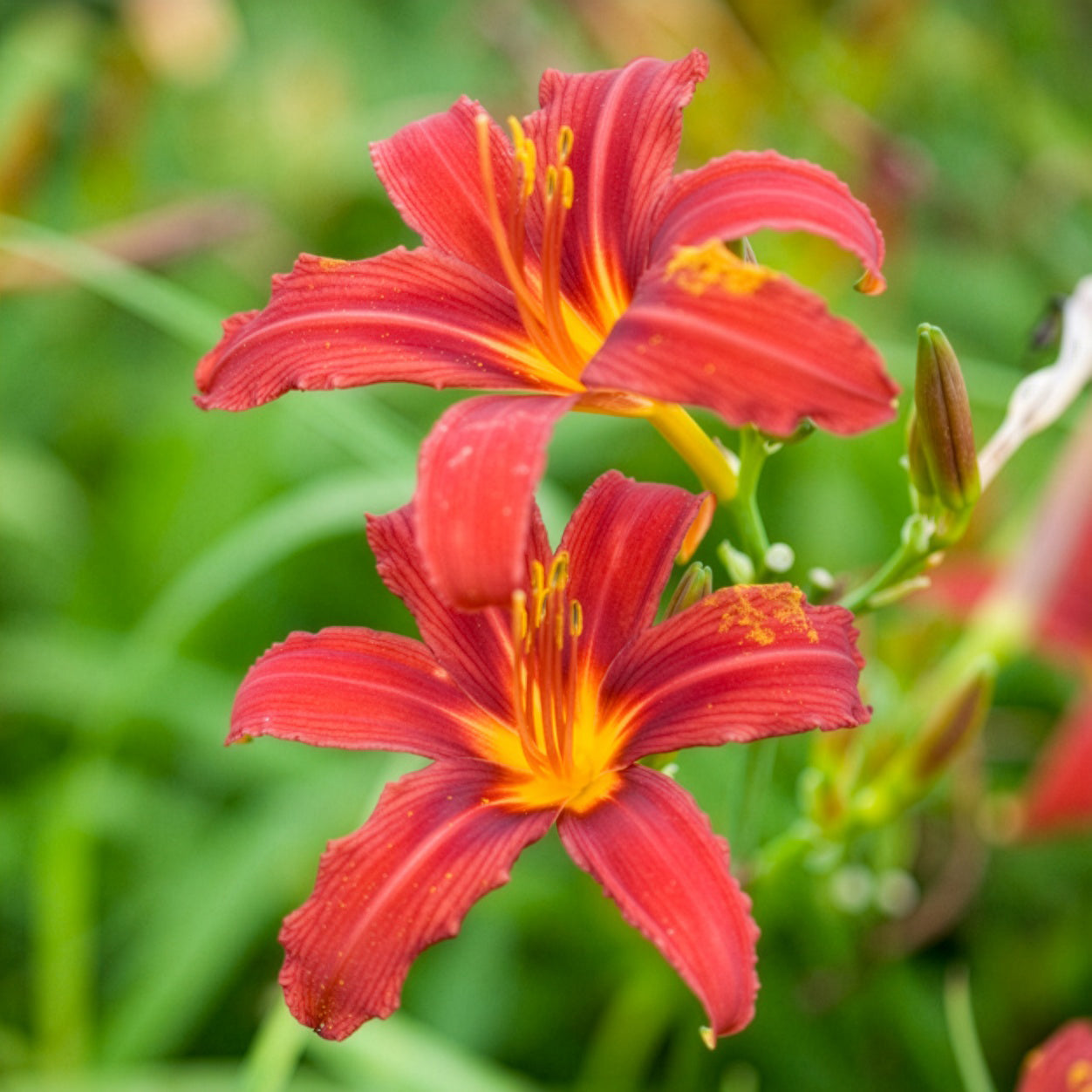 Verkauf Taglilien ‘Crimson Pirate’ (x3)