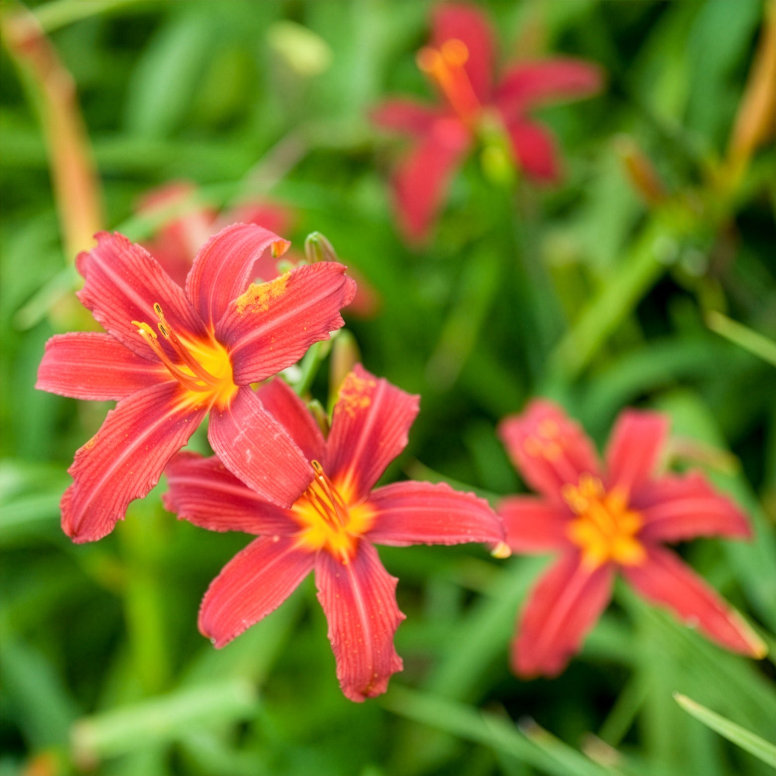 Taglilien ‘Crimson Pirate’ (x3) - Hemerocallis - Taglilie - Bakker