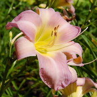 Hemerocallis Catherine Woodbury - Taglilie ‘Catherine Woodbury’ - Hemerocallis - Taglilie