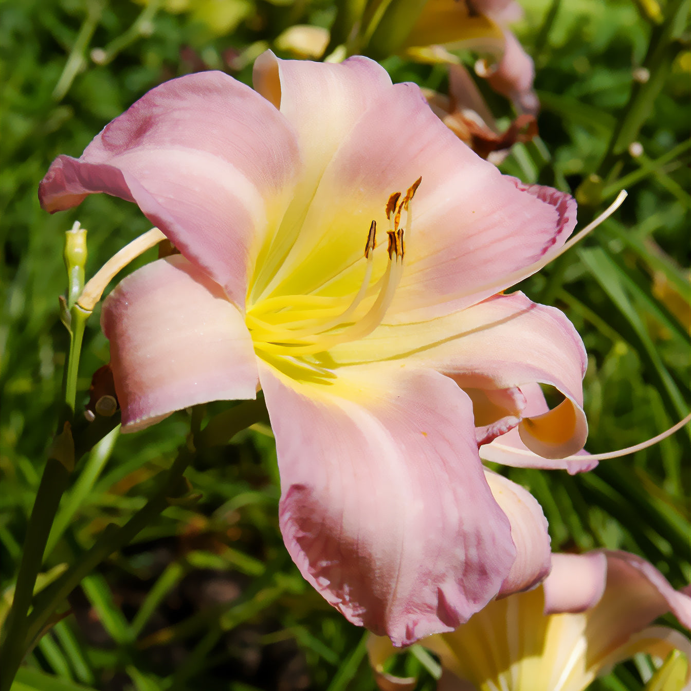 Hemerocallis Catherine Woodbury - Taglilie ‘Catherine Woodbury’ - Hemerocallis - Taglilie