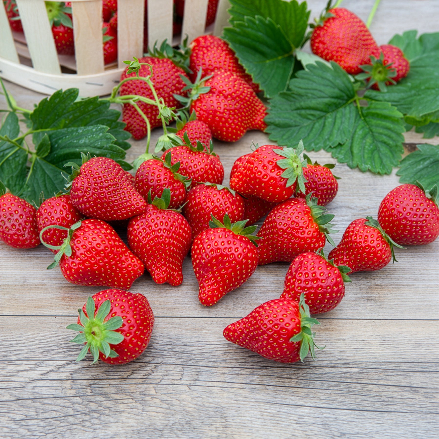 Fragaria x ananassa magnum cov marionnet 97 - Erdbeere Magnum ® COV Marionnet 97 - Erdbeeren