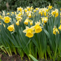 Narzisse 'Goblet' (x10) - Narcissus goblet - Bakker
