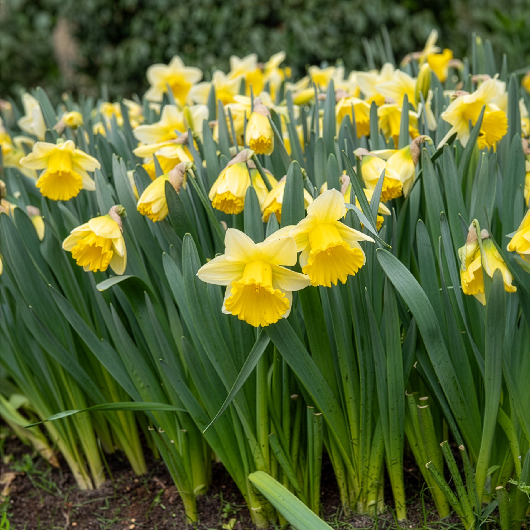 Narzisse 'Goblet' (x10) - Narcissus goblet - Bakker