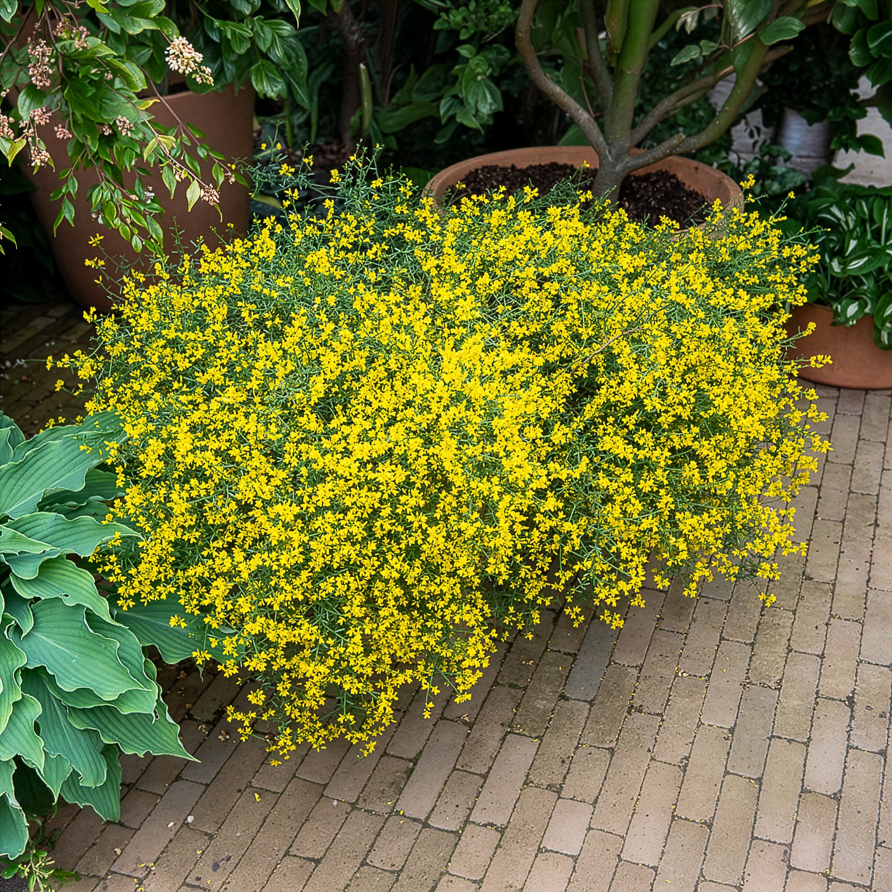 Steunginster - Genista lydia - Bakker