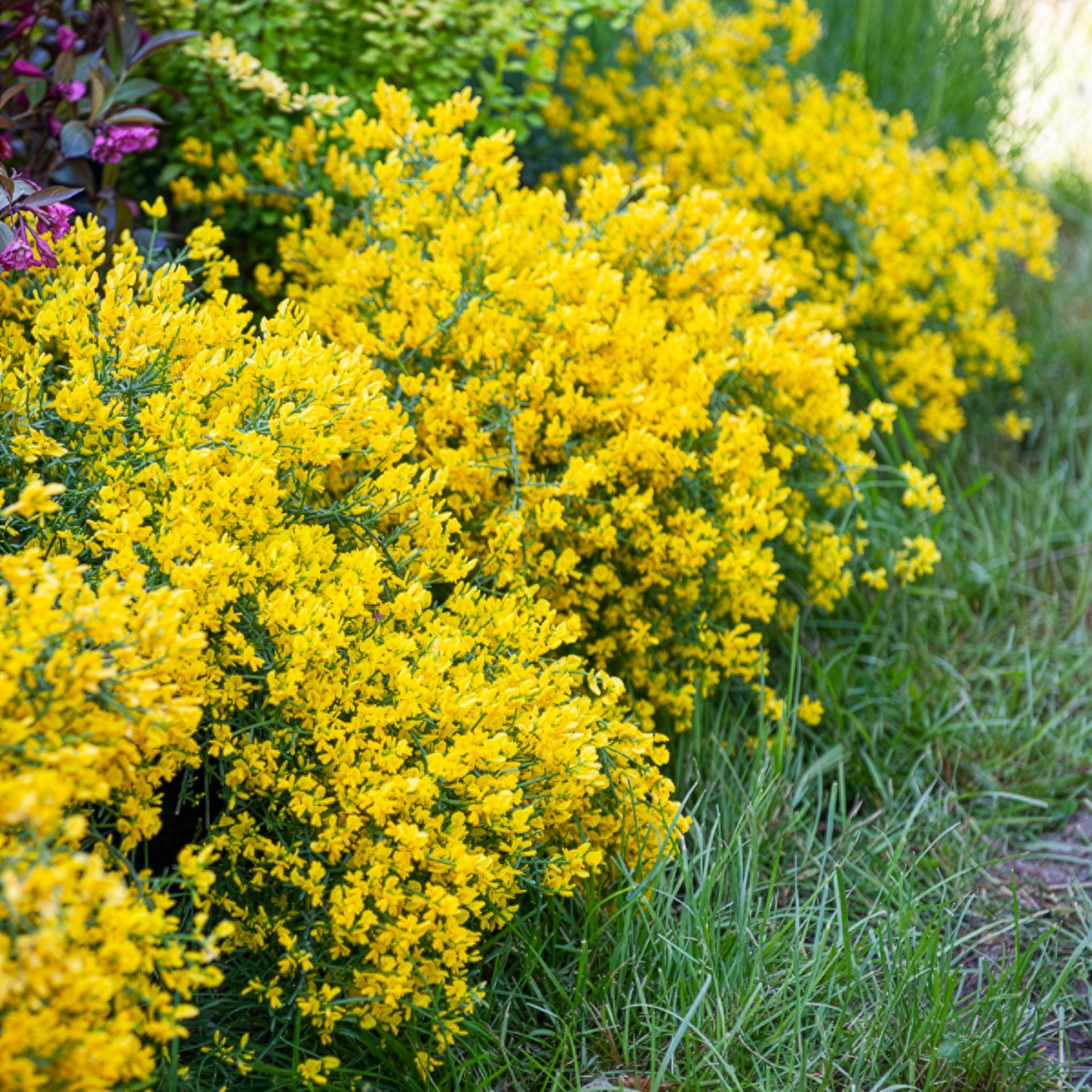 Sträucher - Steunginster - Genista lydia