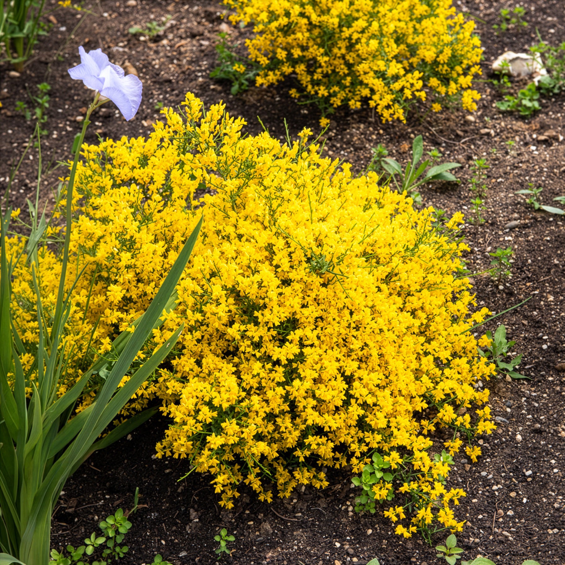 Genista lydia - Steunginster - Sträucher