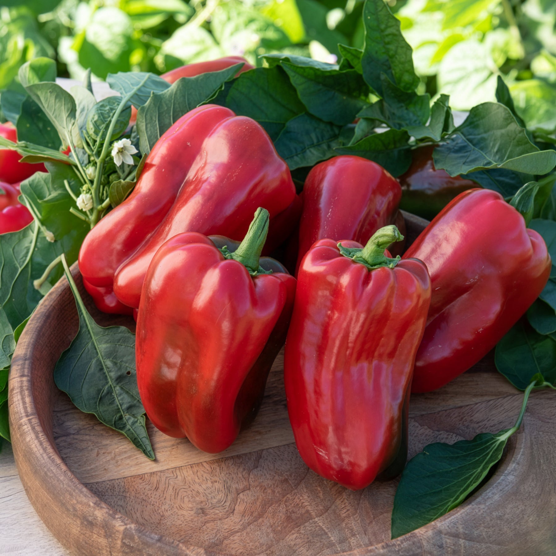 Verkauf Paprika-Pflanzen ‘Lamuyo’ (x3) - Capsicum annuum lamuyo