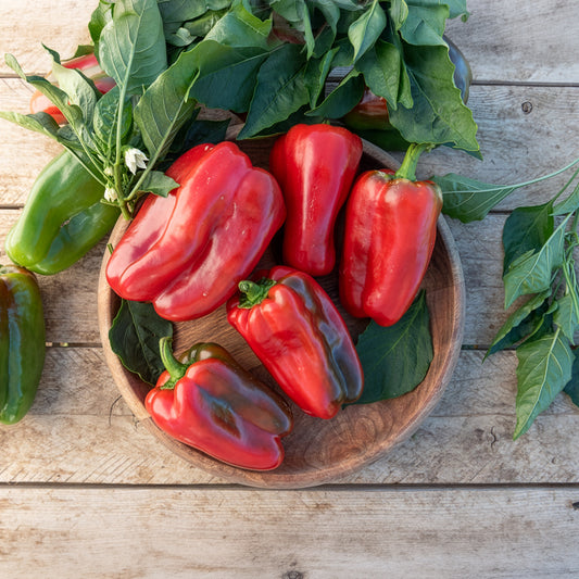 Paprika-Pflanzen ‘Lamuyo’ (x3) - Bakker