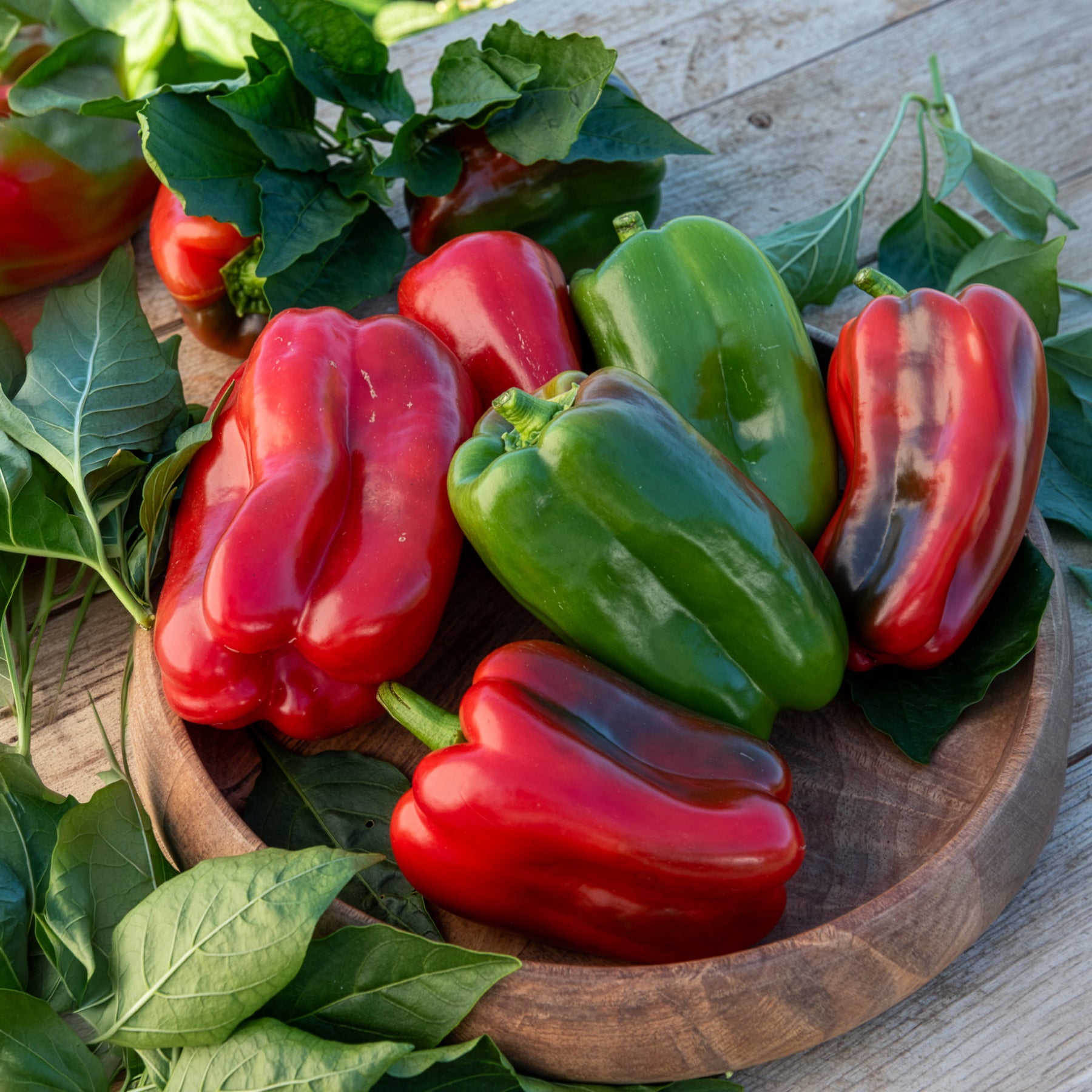 Capsicum annuum lamuyo - Paprika-Pflanzen ‘Lamuyo’ (x3) - Gemüsepflanzen