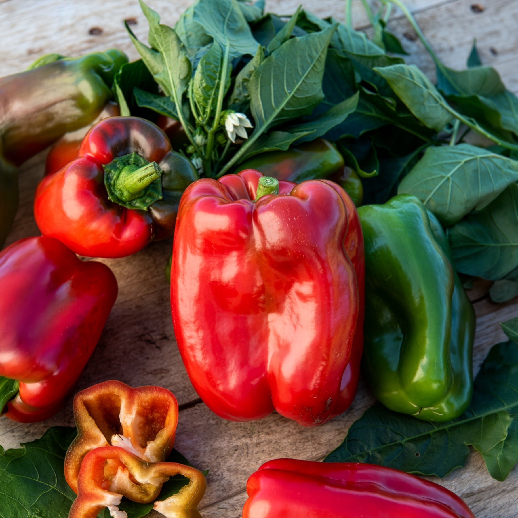 Gemüsepflanzen - Paprika-Pflanzen ‘Lamuyo’ (x3) - Capsicum annuum lamuyo