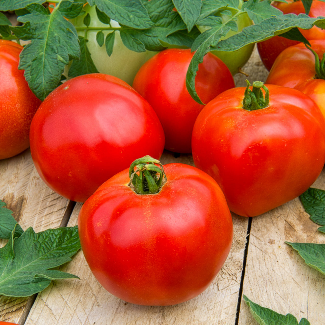 Solanum lycopersicum pyros hf1 (obtention clause) - Tomate Pyros HF1 (Züchtung Clause) - Samen für Tomaten