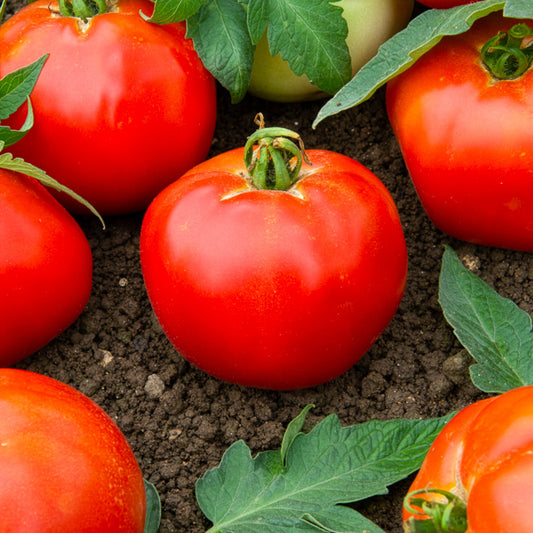 Tomate Pyros HF1 (Züchtung Clause) - Bakker