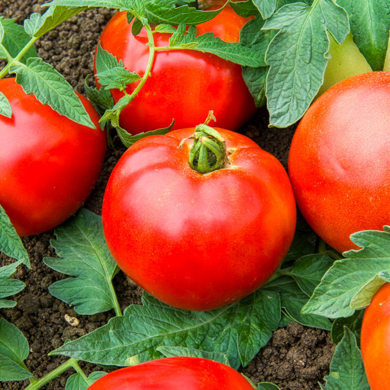 Tomate Pyros HF1 (Züchtung Clause) - Solanum lycopersicum pyros hf1 (obtention clause) - Bakker