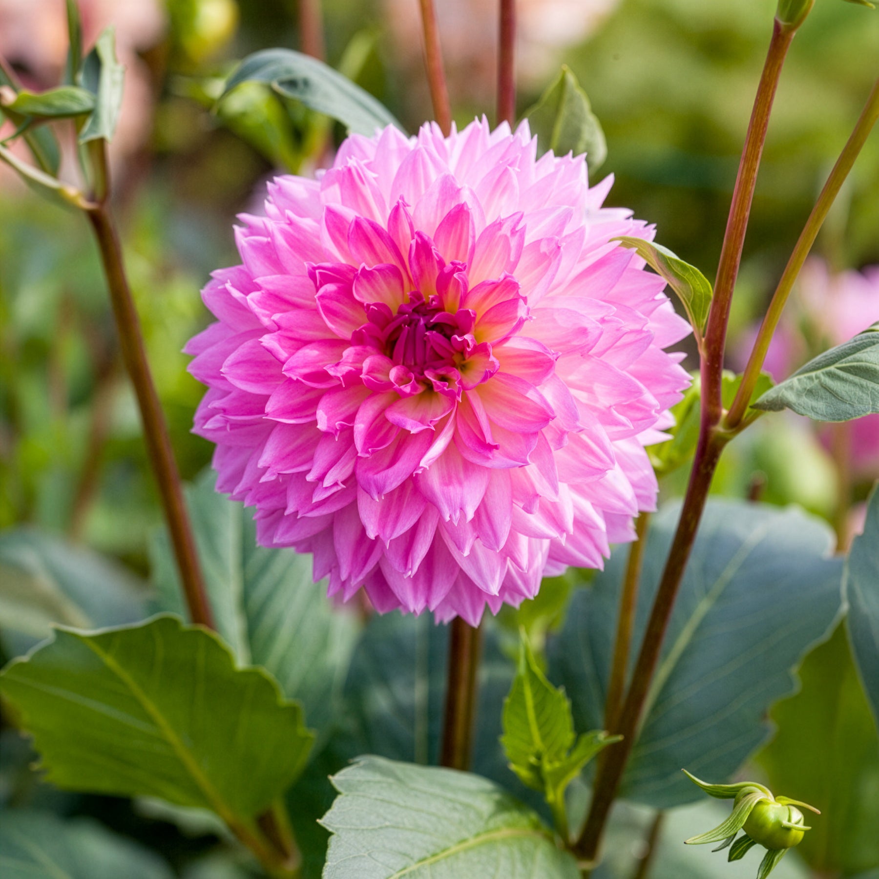 Dahlien-Zwiebeln - Dahlien Sakura Fubuki rosa (x3) - Dahlia sakura fubuki